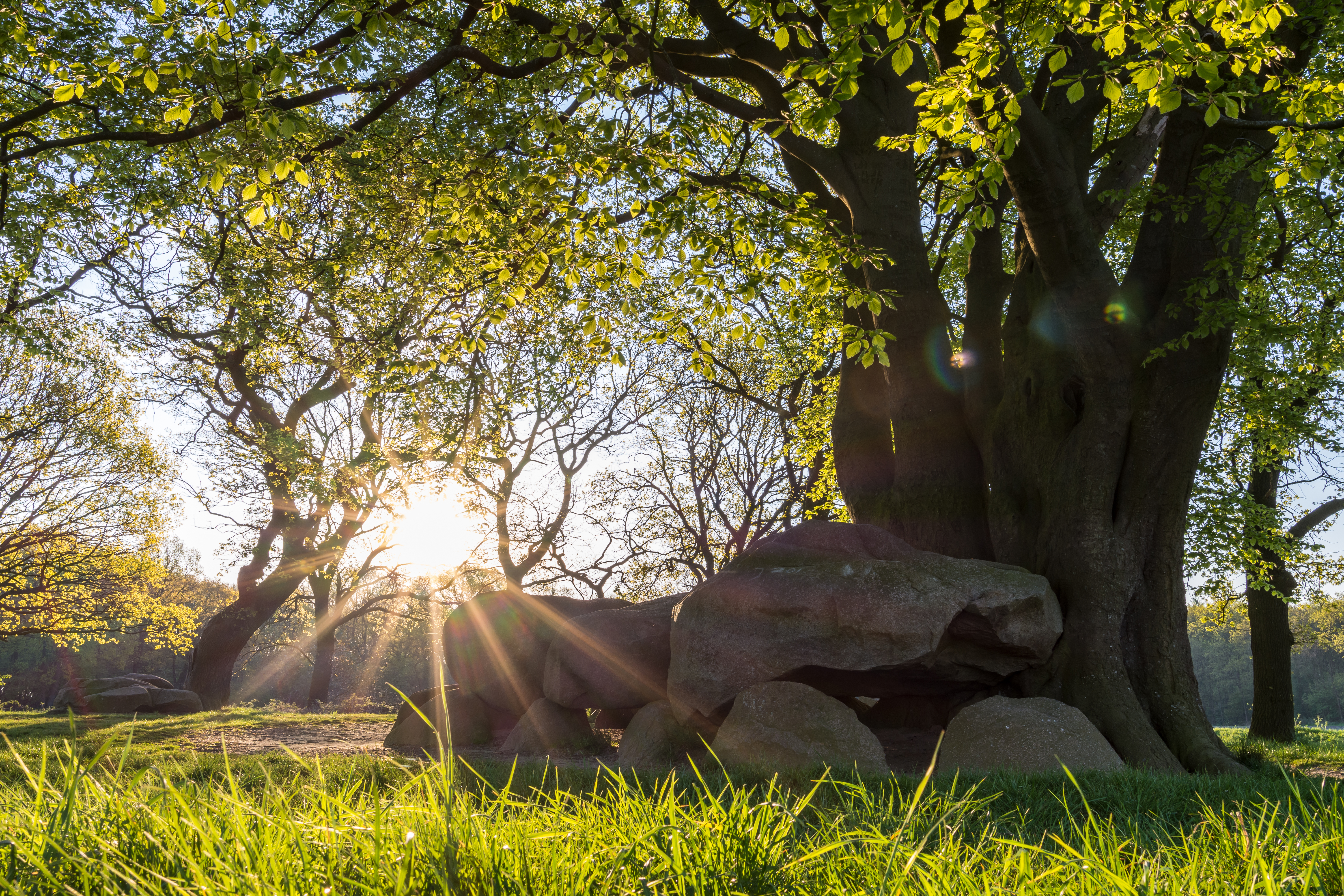 Dolmen Hunebed Hondsrug Drenthe