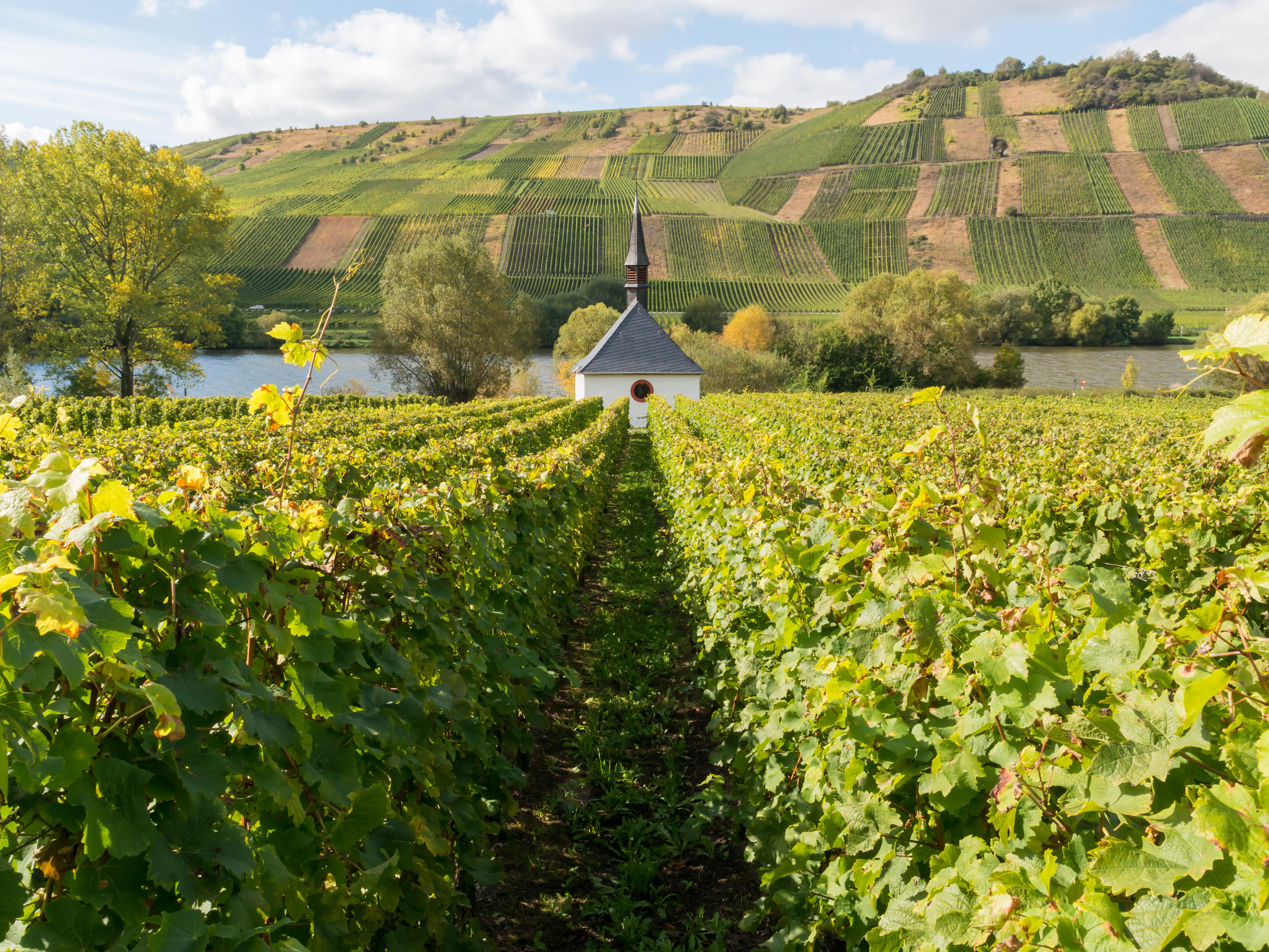 Vineyard, Germany