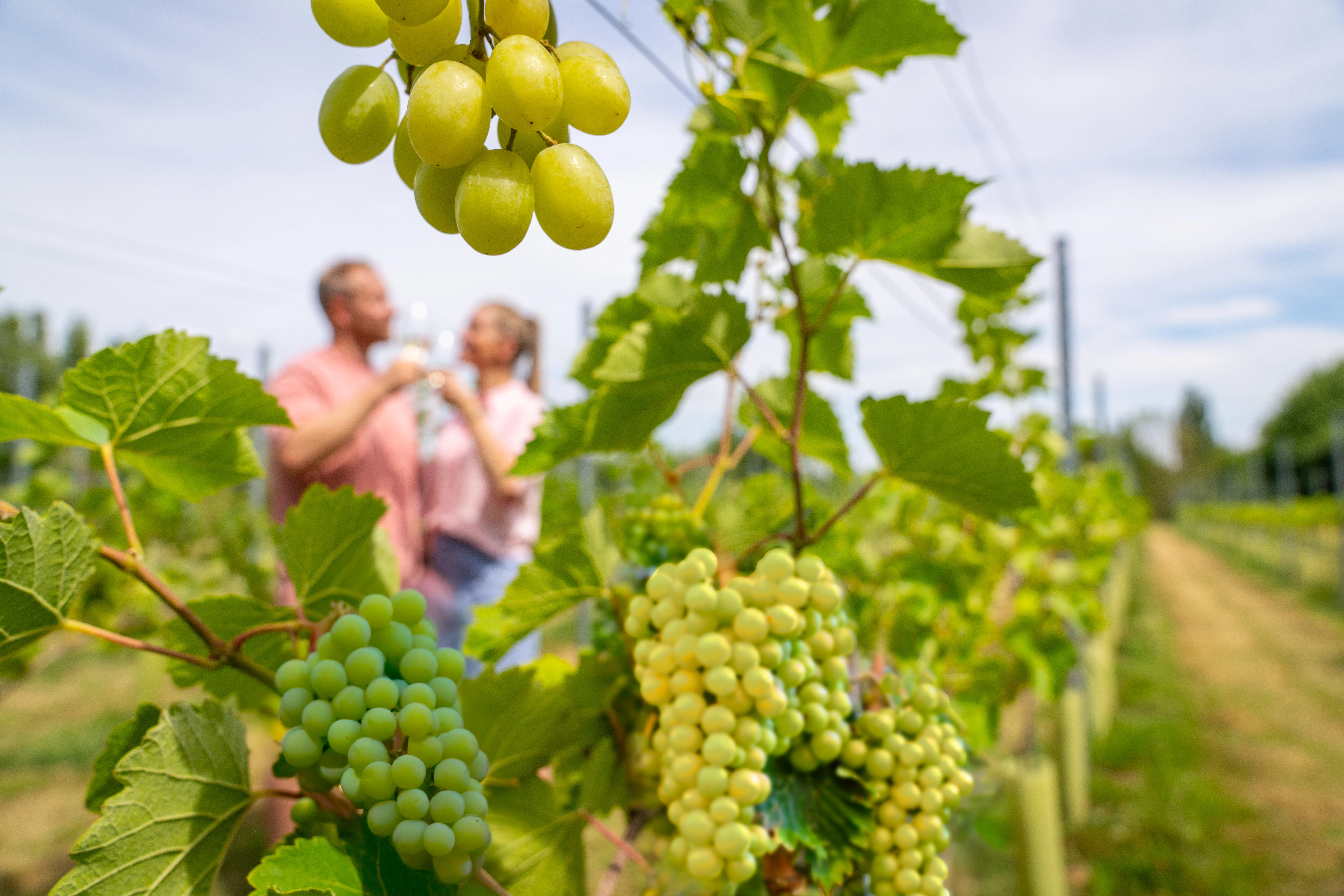 CBG Vineyard