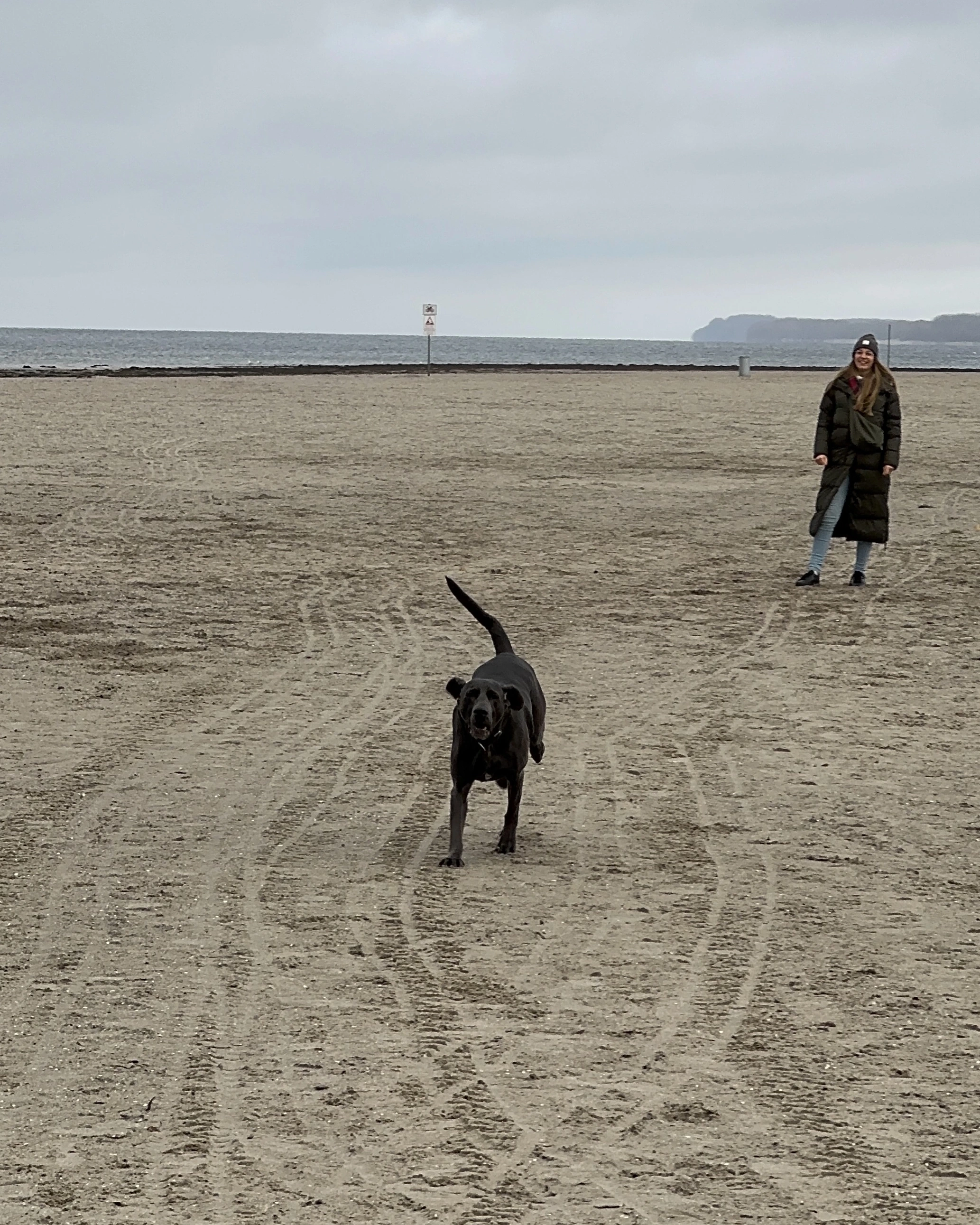 Schwarzer Hund läuft auf Hundestrand Travemünde