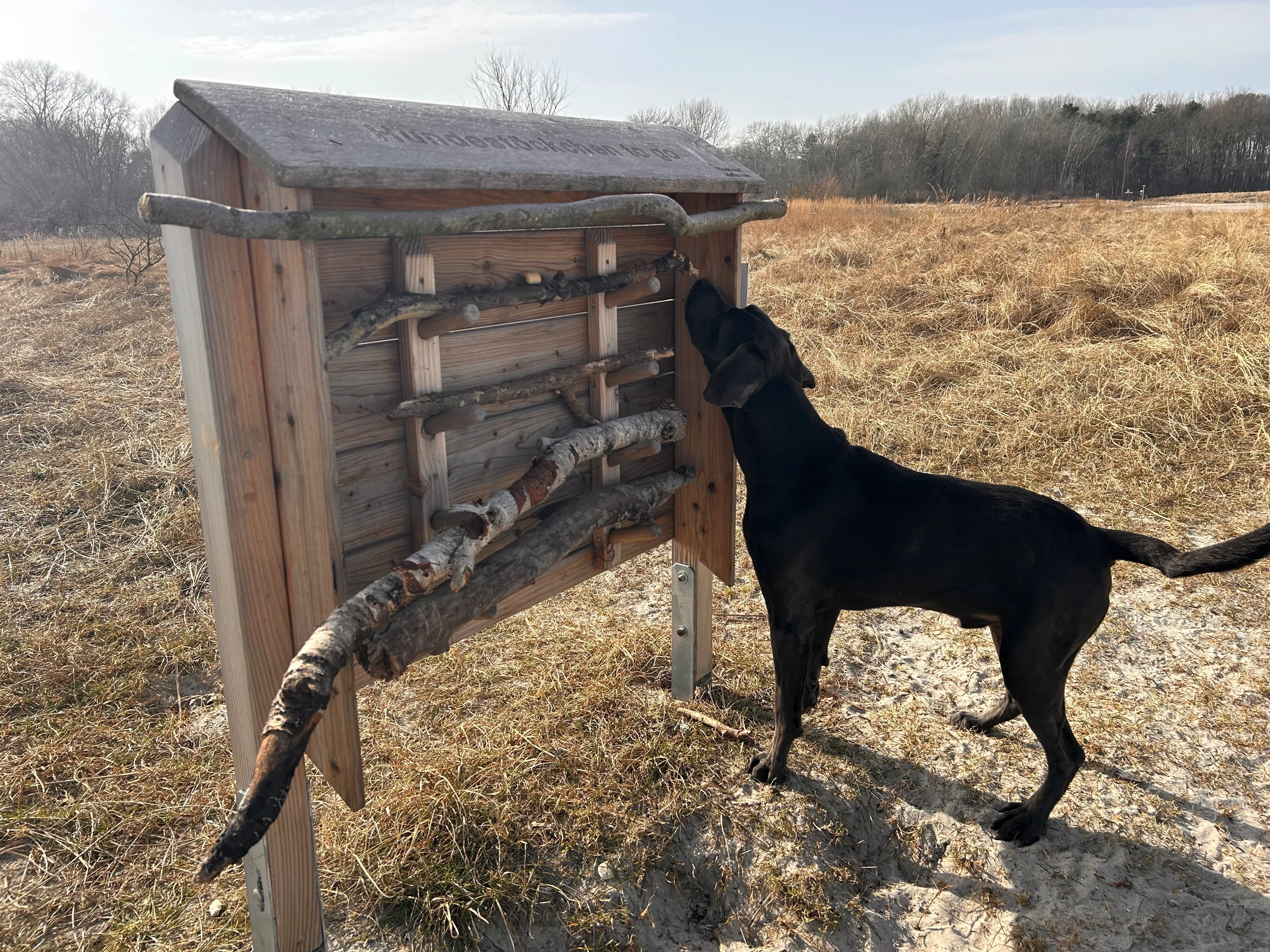 Schwarzer Hund sucht sich ein Stöckchen aus