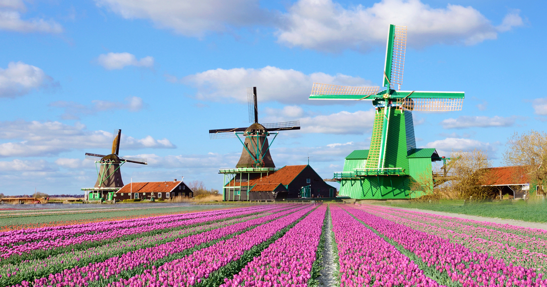 Tullips and mills in Zaanse Schans
